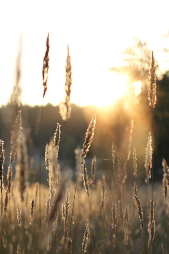 SEEDS Project: Electrification of Thermal Systems in Buildings